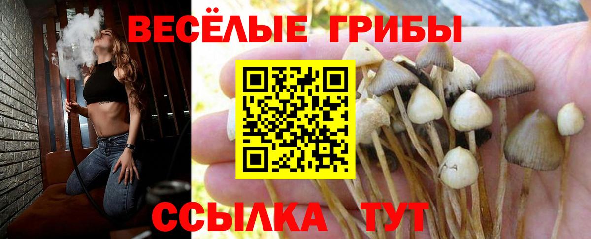 Прохладный  продажа наркотиков  Галлюциногенные грибы Magic Shrooms  Вход с VPN  Псилоцибиновые грибы MAGIC MUSHROOMS 